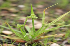 Cyperus squarrosus